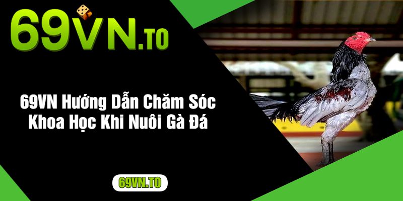 69VN Hướng Dẫn Chăm Sóc Khoa Học Khi Nuôi Gà Đá