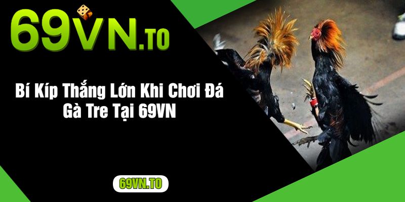 Bí Kíp Thắng Lớn Khi Chơi Đá Gà Tre Tại 69VN