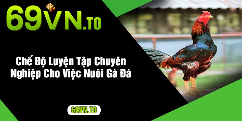 Chế Độ Luyện Tập Chuyên Nghiệp Cho Việc Nuôi Gà Đá