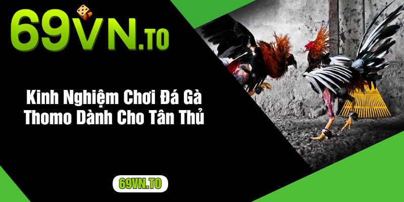 Kinh Nghiệm Chơi Đá Gà Thomo Dành Cho Tân Thủ