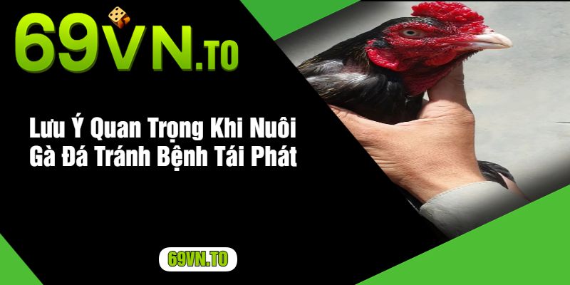 Lưu Ý Quan Trọng Khi Nuôi Gà Đá Tránh Bệnh Tái Phát