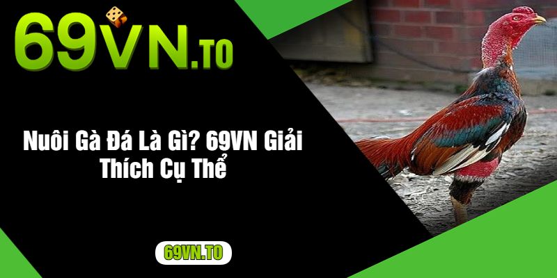 Nuôi Gà Đá Là Gì? 69VN Giải Thích Cụ Thể