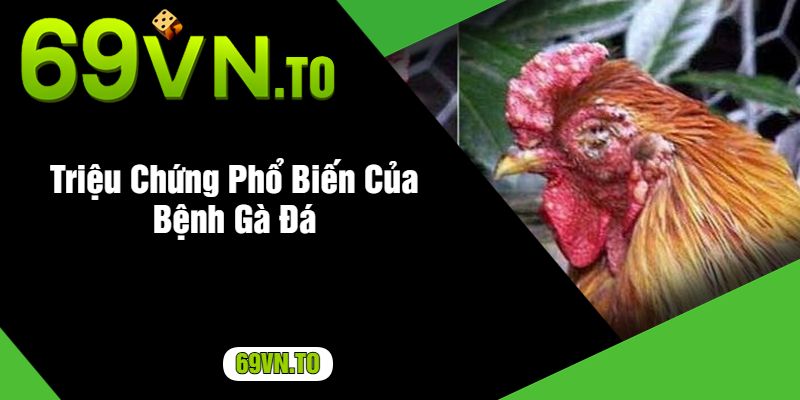 Triệu Chứng Phổ Biến Của Bệnh Gà Đá