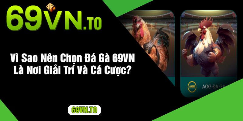 Vì Sao Nên Chọn Đá Gà 69VN Là Nơi Giải Trí Và Cá Cược