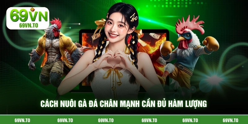 Cách nuôi gà đá chân mạnh cần đủ hàm lượng