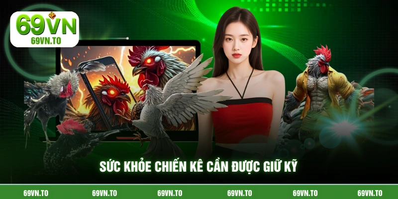 Sức khỏe chiến kê cần được giữ kỹ